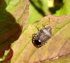 Holcostethus abbreviatus