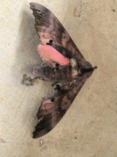 Marumba irata