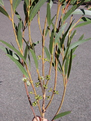 Eucalyptus tenella