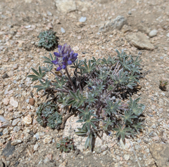 Lupinus breweri, photograph (c) Dominic Gentilcore, some rights reserved (CC BY)