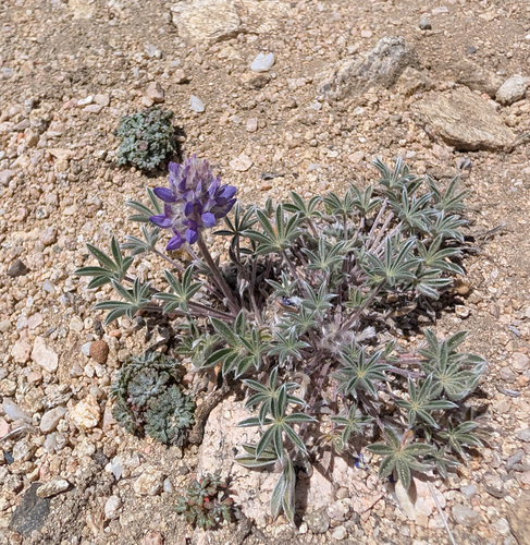 Lupinus breweri, photograph 4