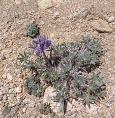 Lupinus breweri, photograph (c) Dominic Gentilcore, some rights reserved (CC BY)