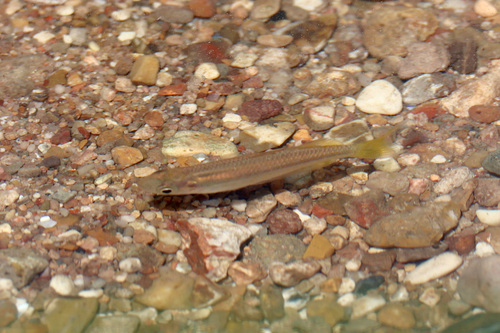 chequered rainbowfish