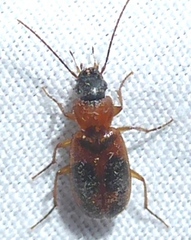 Badister neopulchellus
