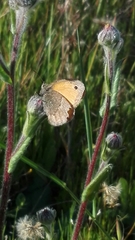Coenonympha pamphilus