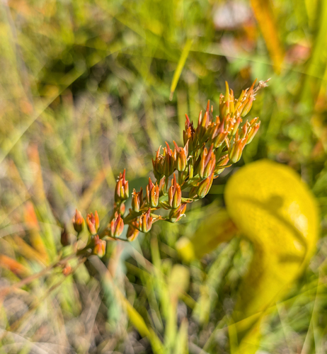 Narthecium californicum, photograph 2