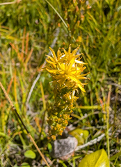 Narthecium californicum, photograph (c) Dominic Gentilcore, some rights reserved (CC BY)