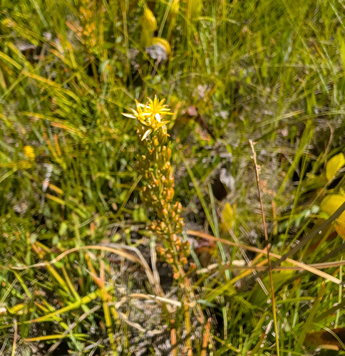Narthecium californicum, photograph 4