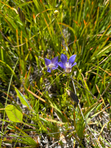 Gentiana setigera, photograph 5