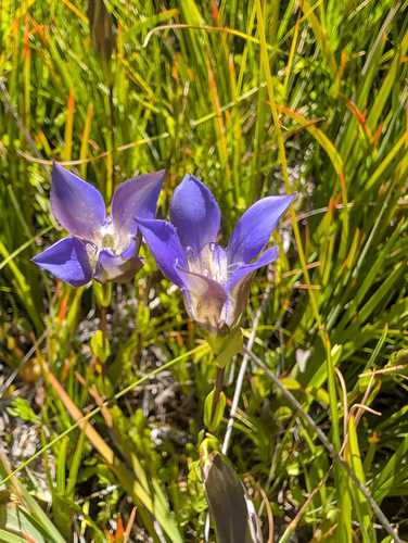 Gentiana setigera, photograph 6