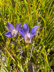 Gentiana setigera, photograph (c) Dominic Gentilcore, some rights reserved (CC BY)