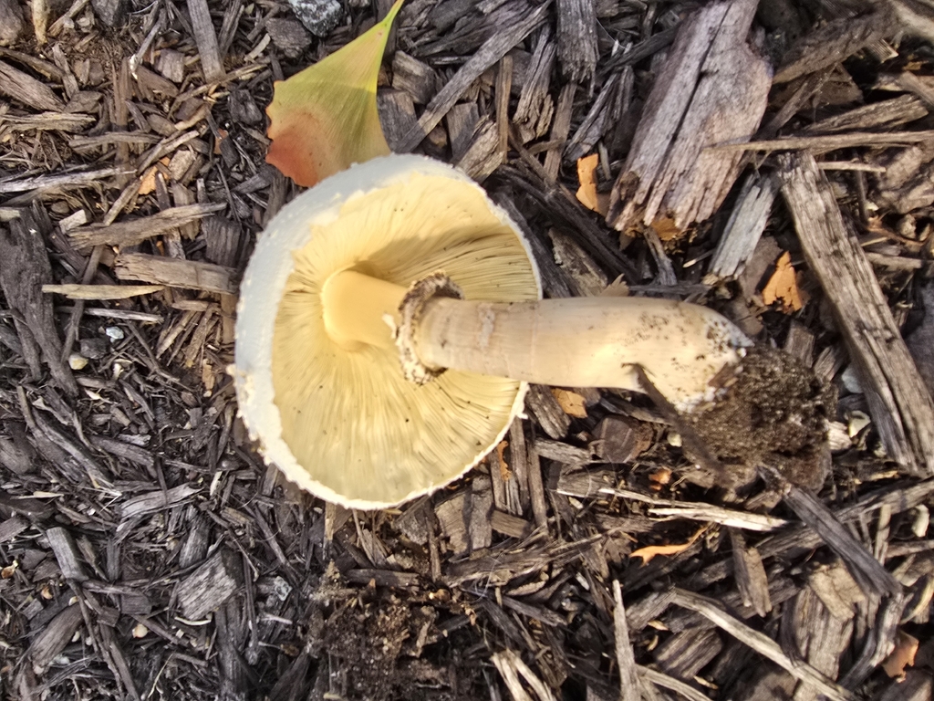 Green-spored Parasol · July 2026 · photo: Photo: (c) Edward Hellerman, some rights reserved (CC BY) · iNaturalist