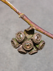 Eucalyptus vesiculosa