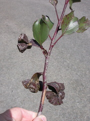 Eucalyptus vesiculosa