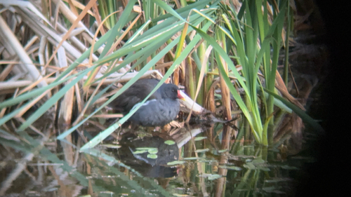 iNaturalist image