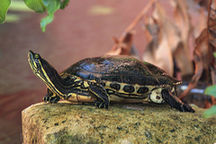 Trachemys venusta iversoni