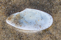 Macoploma yoldiformis