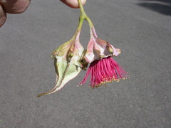 Eucalyptus alatissima