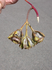 Eucalyptus alatissima