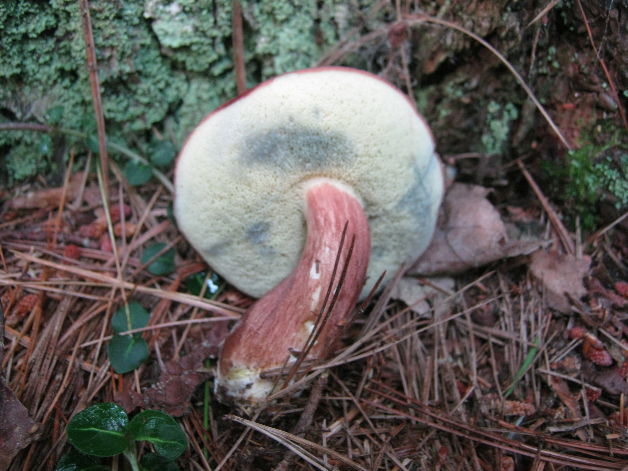 Imleria badia image