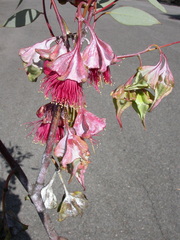 Eucalyptus alatissima