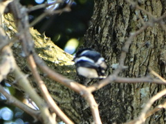 Batis molitor molitor