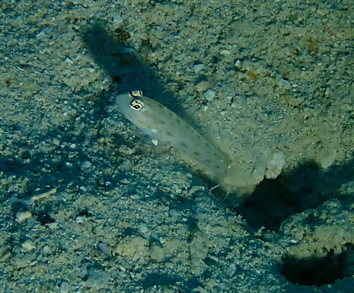 Ctenogobiops mitodes observed 2026-07-24