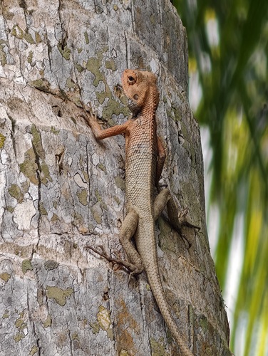 Wang’s Garden Lizard