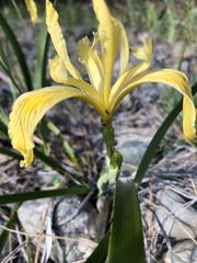 Iris bracteata