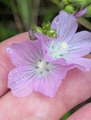 Sidalcea neomexicana, photograph (c) Rachel Stringham, some rights reserved (CC BY)