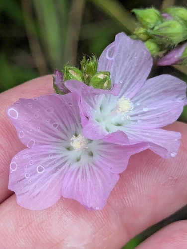Sidalcea neomexicana, photograph 4