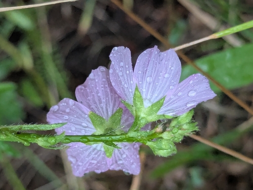 Sidalcea neomexicana, photograph 5