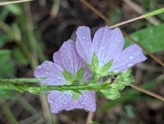 Sidalcea neomexicana, photograph (c) Rachel Stringham, some rights reserved (CC BY)