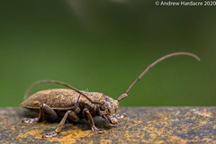 Bumetopia oscitans