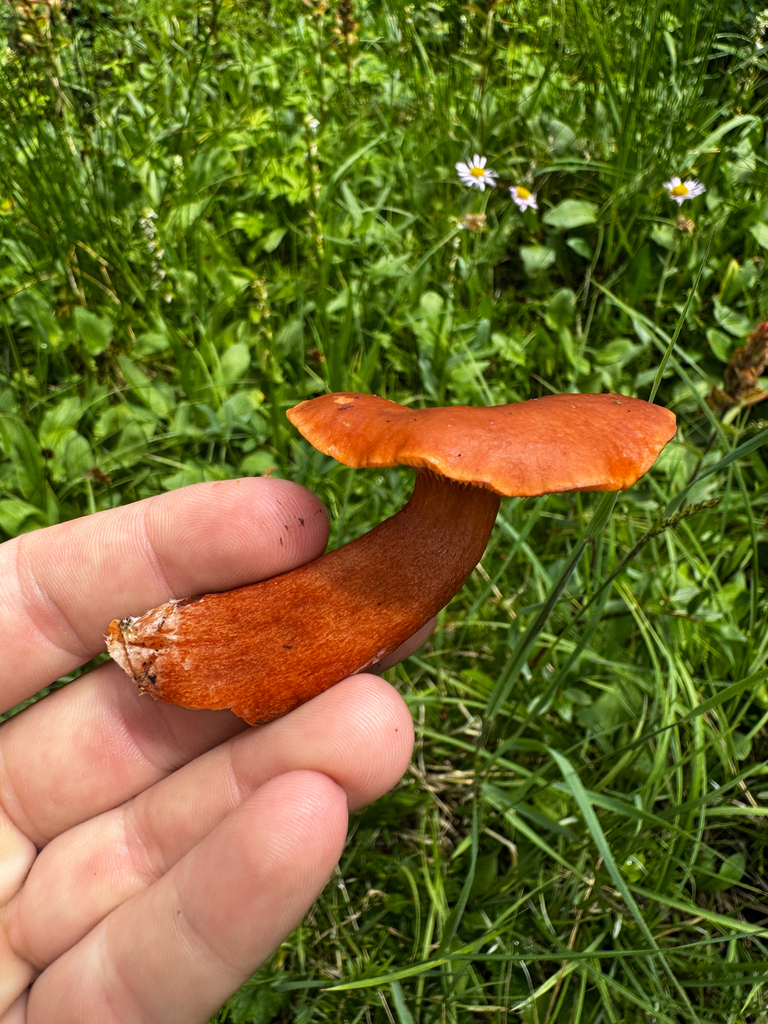 Lactarius badiosanguineus · July 2026 · photo: Photo: (c) Parker James Lloyd, some rights reserved (CC BY) · iNaturalist