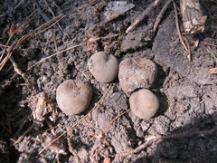 Elaphomyces granulatus