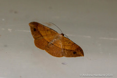 Pseudonadagara semicolor