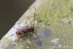 Pterolophia persimilis