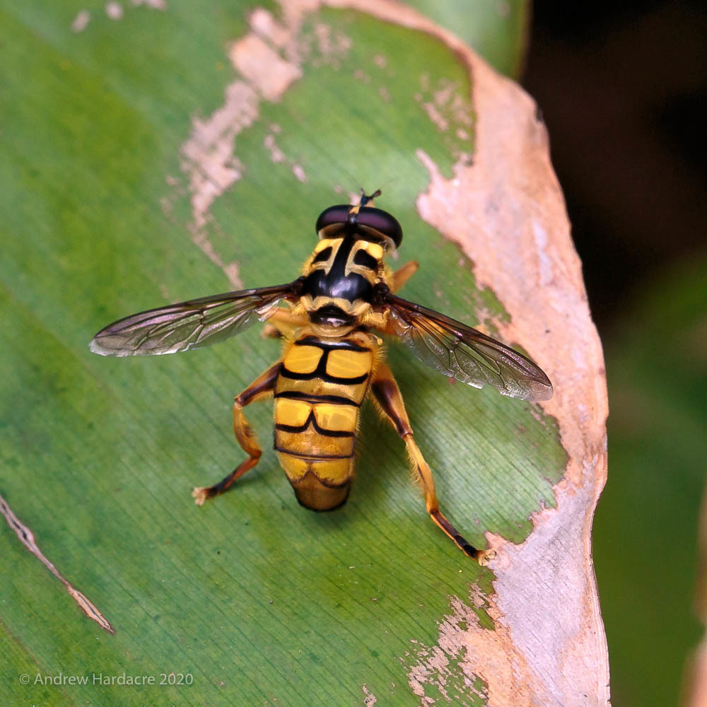 Milesia sinensis