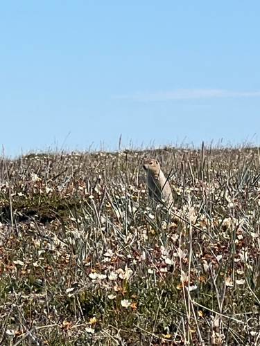 Arctic Ground Squirrel