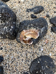 Thylacodes variabilis