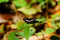 Castilia griseobasalis