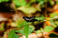 Castilia griseobasalis