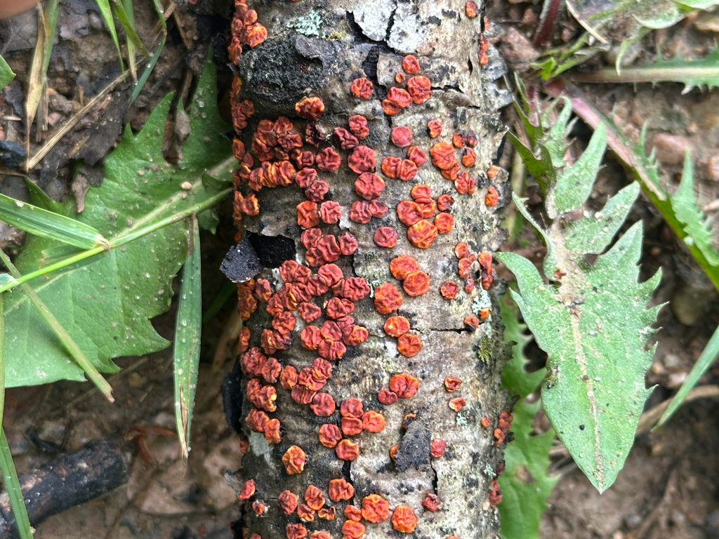 Red Tree Brain Fungus · July 2026 · photo: Photo: no rights reserved · iNaturalist