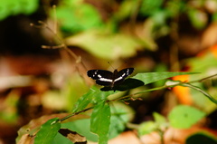 Castilia griseobasalis