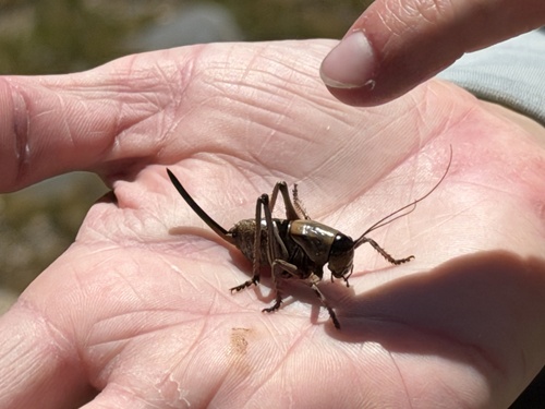 iNaturalist observation photo of Mormon Cricket