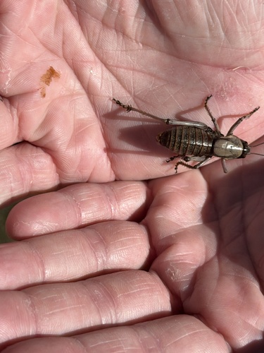 iNaturalist observation photo of Mormon Cricket