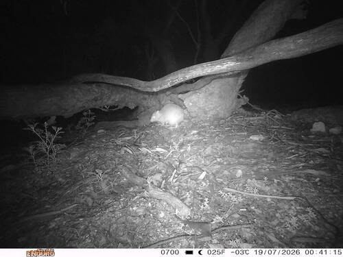 Bettongia lesueur, 2026-07-19