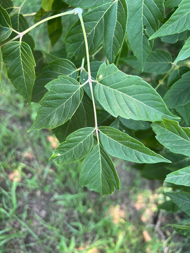 box elder
