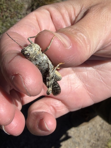 iNaturalist observation photo of Nevada Red-winged Grasshopper